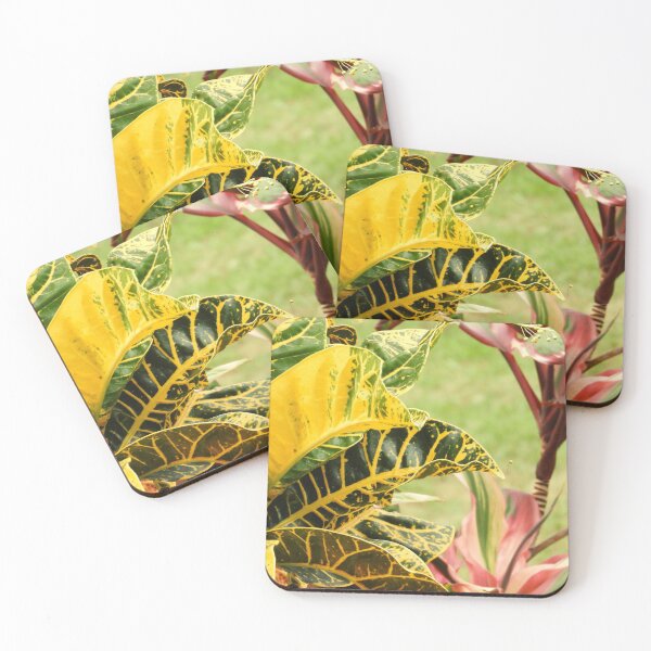 Item preview, Petra Croton in Garden designed and sold by Elizabeth Elias.