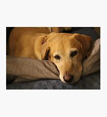 Daisy Part 1 Photographic Print