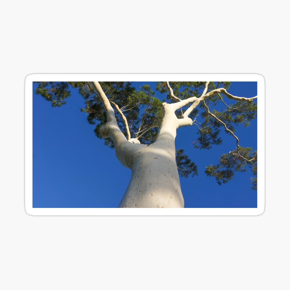 Ghost Gum Tree At Lake Weeroona Bendigo Victoria Poster By Sjphotocomau Redbubble