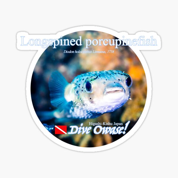 Cute Longspined porcupinefish. Owase version Sticker