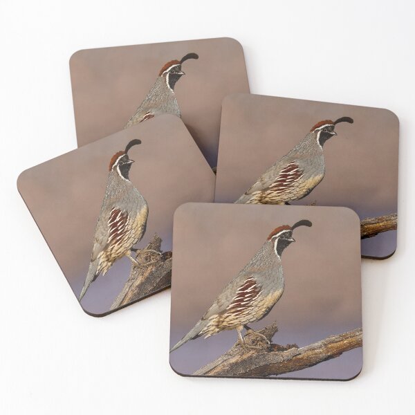 Item preview, Gambel's Quail Perched on a Branch designed and sold by Jeff Goulden Photography.