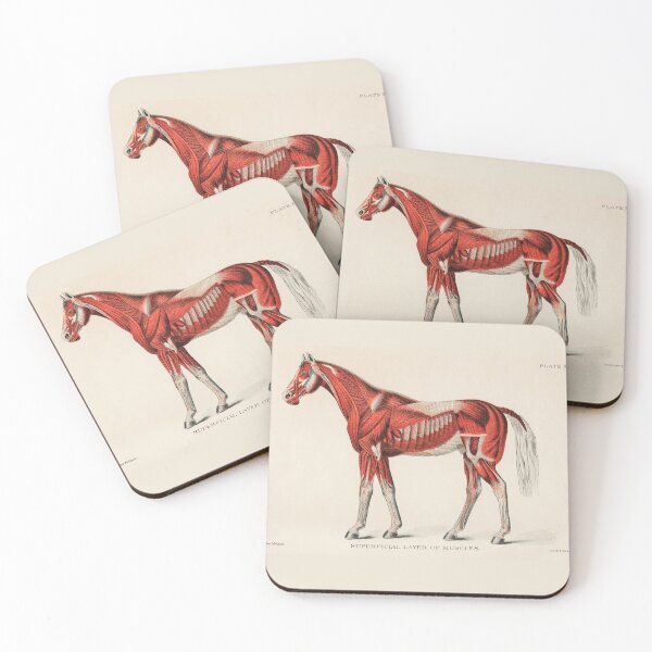 Item preview, Muscles of a Horse designed and sold by taraalpert.
