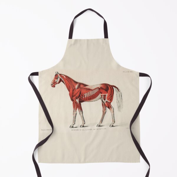 Item preview, Muscles of a Horse designed and sold by taraalpert.