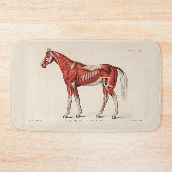 Item preview, Muscles of a Horse designed and sold by taraalpert.