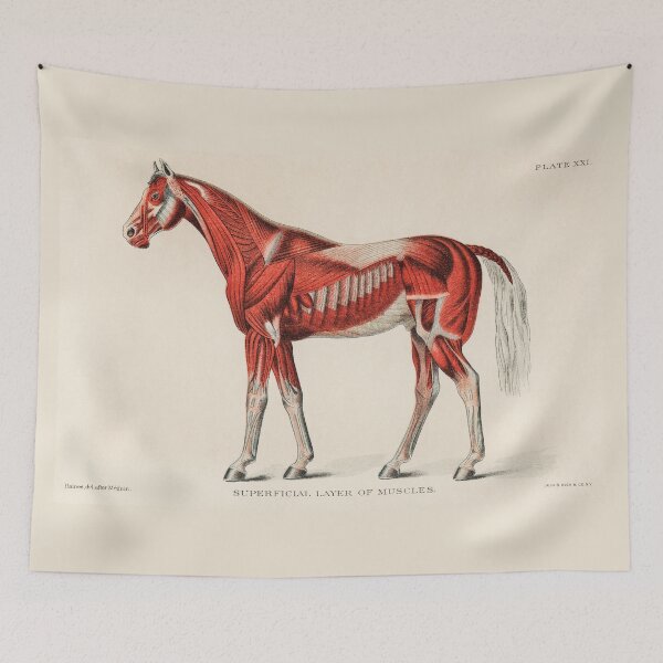 Item preview, Muscles of a Horse designed and sold by taraalpert.