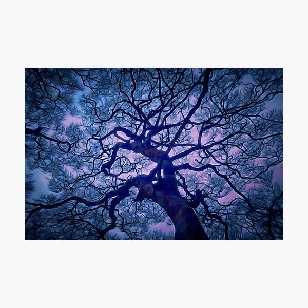 Woodland Photographic Print
