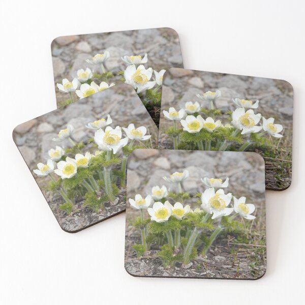 Item preview, Anemone occidentalis - western pasqueflower designed and sold by SDym Photography.