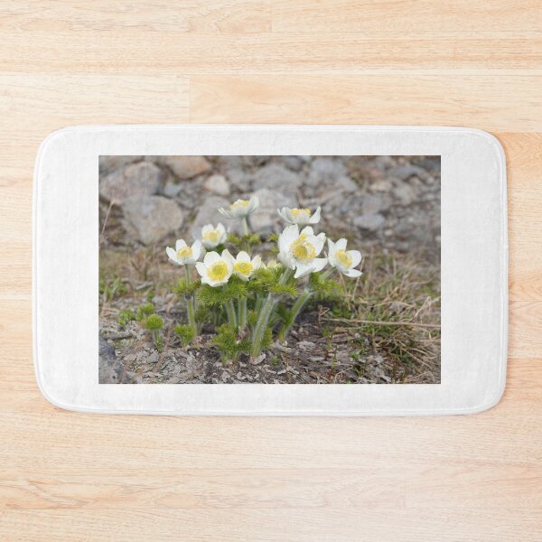 Item preview, Anemone occidentalis - western pasqueflower designed and sold by SDym Photography.