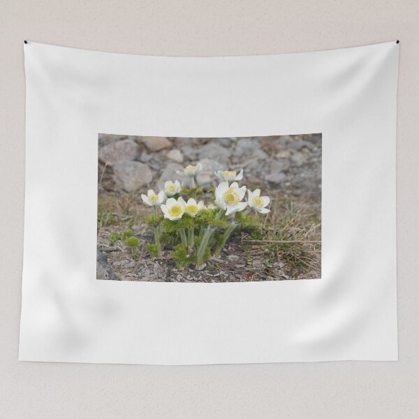 Item preview, Anemone occidentalis - western pasqueflower designed and sold by SDym Photography.
