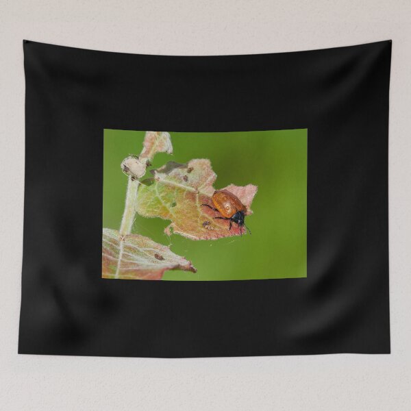 Item preview, Poplar leaf beetle on an aspen leaf designed and sold by Jouko Lehto Photography.