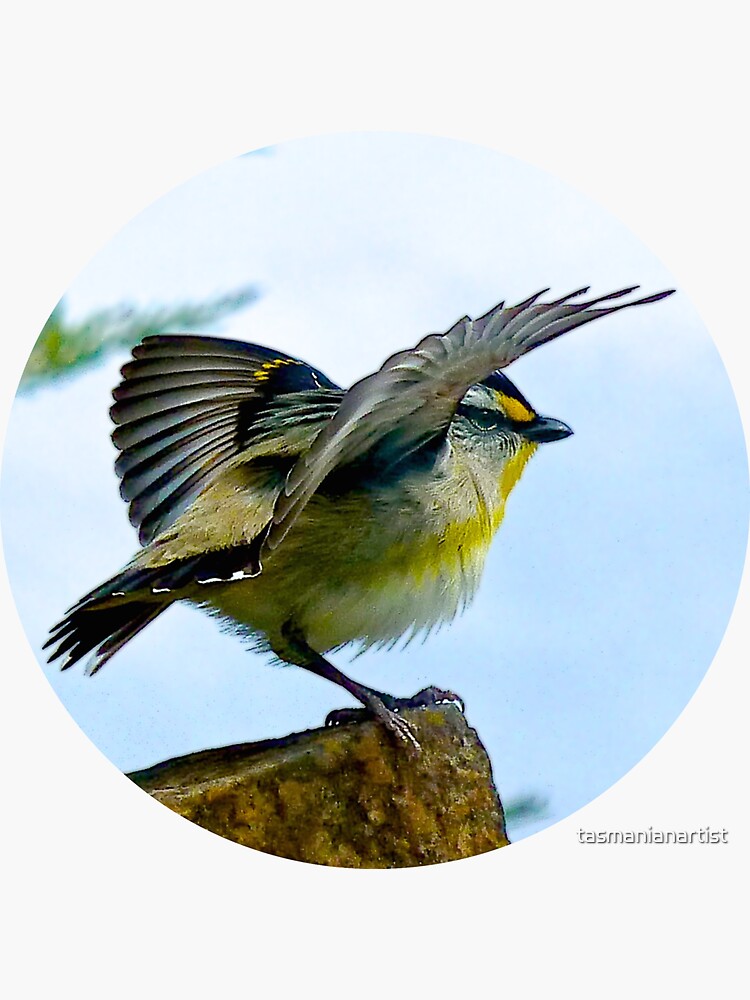 Thumbnail 3 of 3, Sticker, PARDALOTE ~ MICRO TALE ~ Striated Pardalote SuGpSf7Y by David Irwin designed and sold by tasmanianartist.