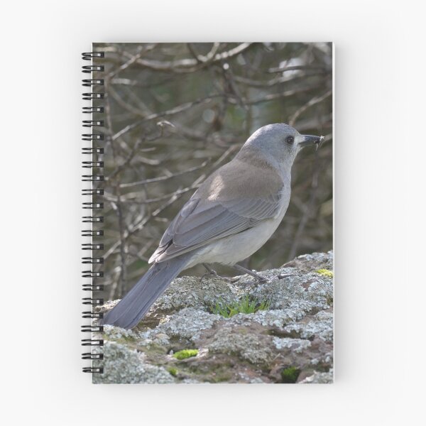 Item preview, Eastern Grey Shrike Thrush - Colluricincla harmonica designed and sold by Caroline Everett.