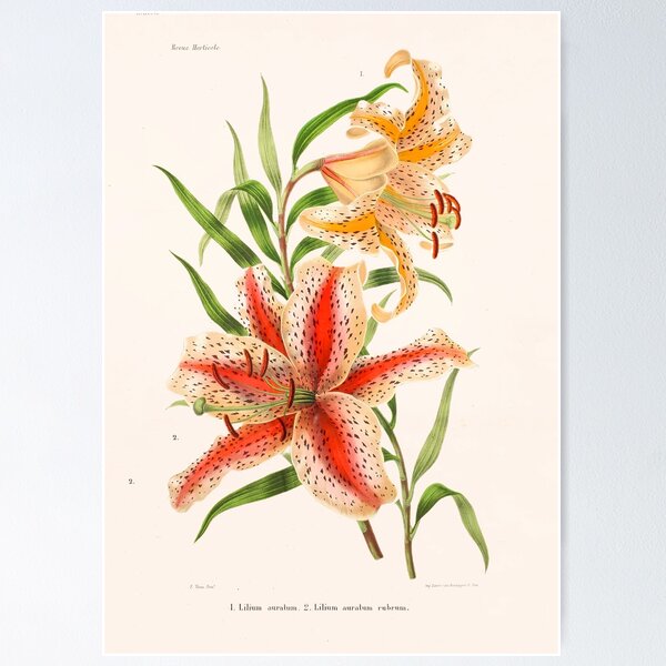 Item preview, Golden-rayed lily Illustration - Lilium auratum designed and sold by FloraObscura.