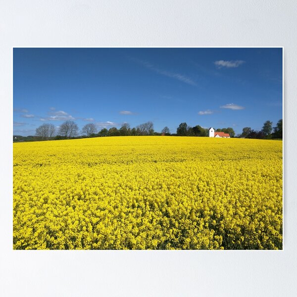 Item preview, Canola Fields Denmark designed and sold by Glen Ladegaard SPAIN.