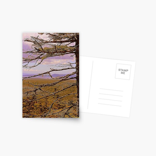 Purple Camo Postcard