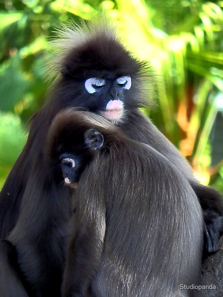 Endangered Dusky Leaf Monkeys / Langurs Greeting Card for Sale by
