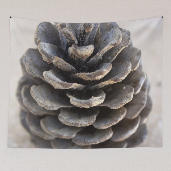 Item preview, Mediterranean Pinecone Photograph designed and sold by taiche.