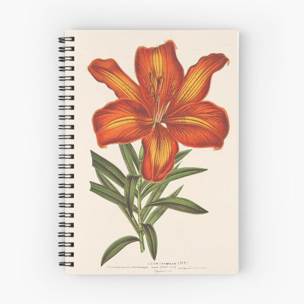 Item preview, Lilium pensylvanicum designed and sold by FloraObscura.