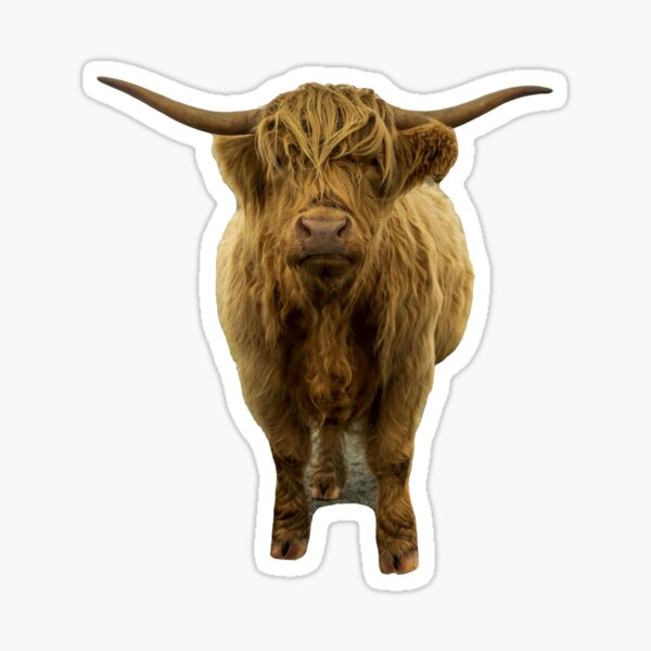 Saggy Highland Cow II Sticker