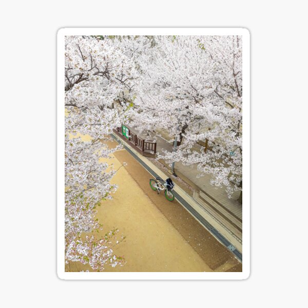 Cherry Blossoms at Seoul Forest Park Sticker