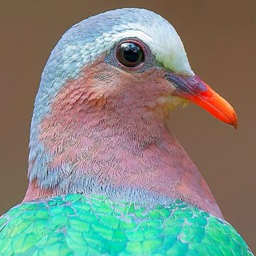 Brilliant Capture Emerald Dove Bird