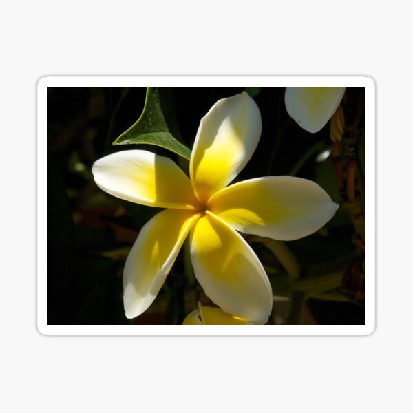 Plumeria flower from A Gardener's Notebook Sticker