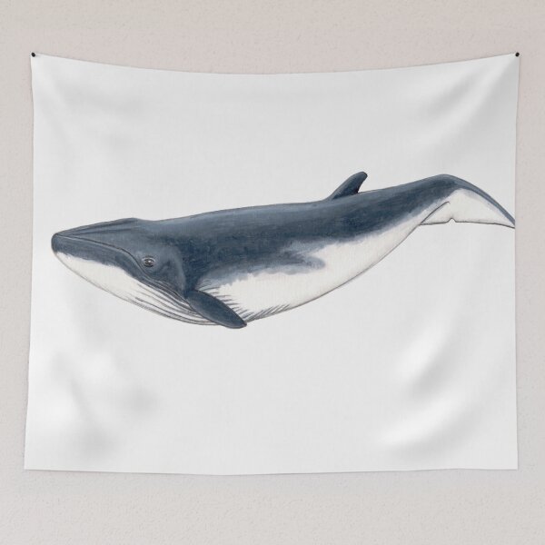 Item preview, Bryde´s whale baby designed and sold by chloeyzoard.