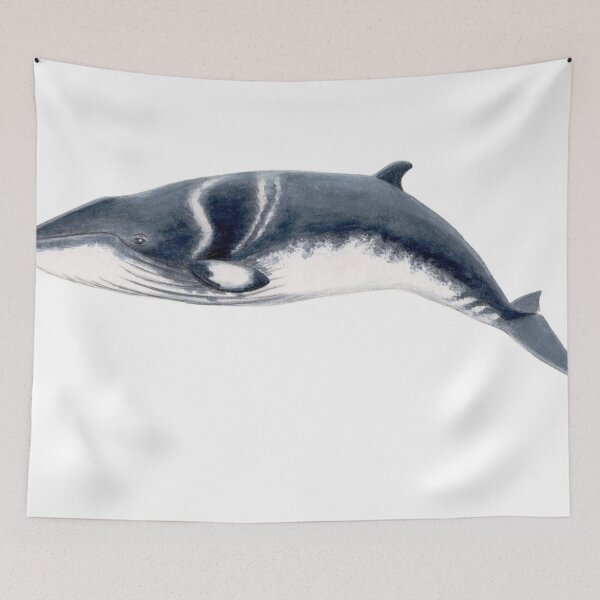Item preview, Baby Minke whale  designed and sold by chloeyzoard.