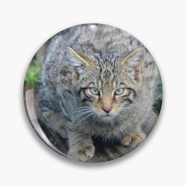Item preview, A Beautiful Scottish Wildcat Kitten designed and sold by Karen Thomson.