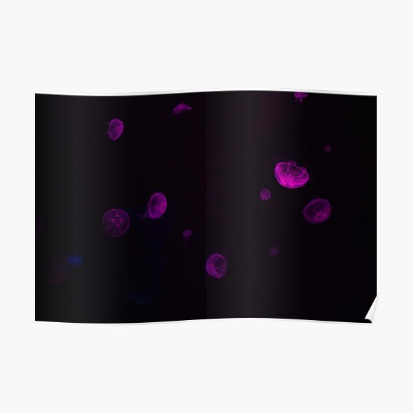 Poster Box Jellyfish Redbubble