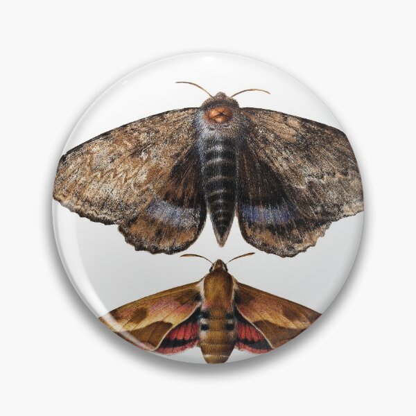 Item preview, Blue Underwing Moth and Spurge Hawk Moth  designed and sold by GothicaDream.