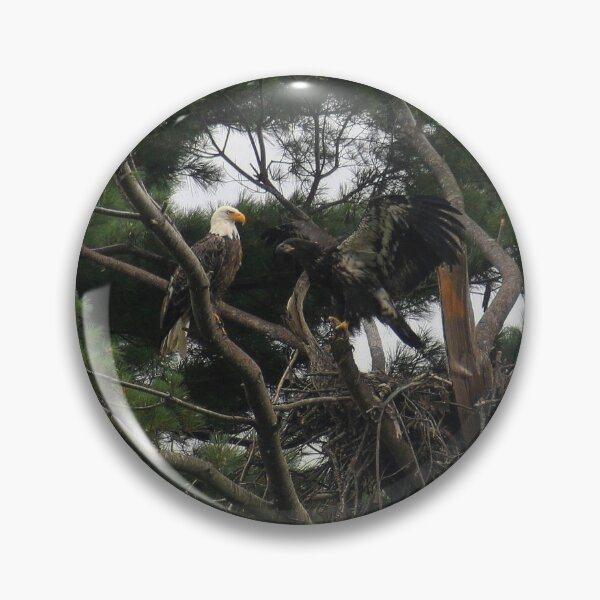 Item preview, Bald Eagles In Rhode Island designed and sold by Aceroxx02.