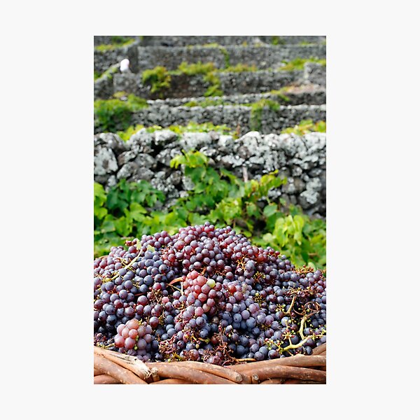 Item preview, Grape harvest designed and sold by Gaspar Avila.