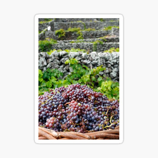 Item preview, Grape harvest designed and sold by Gaspar Avila.