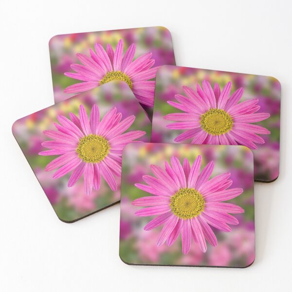 Item preview, Pink Shasta Daisy designed and sold by shotsfromthehip.