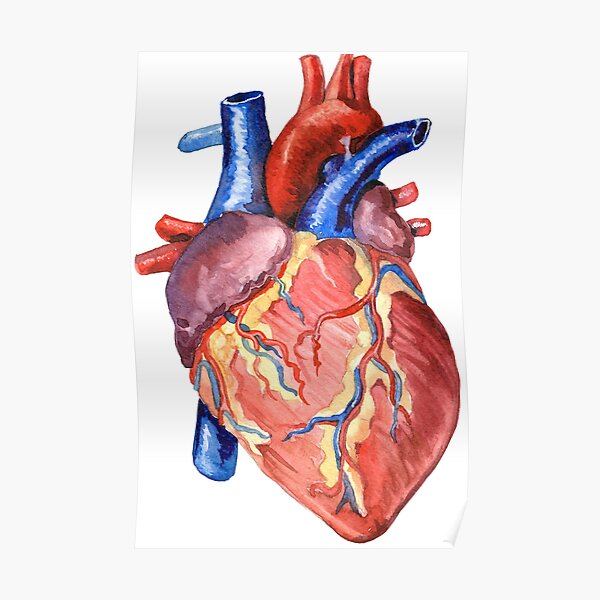 Poster Aquarell Herz Anatomie Redbubble