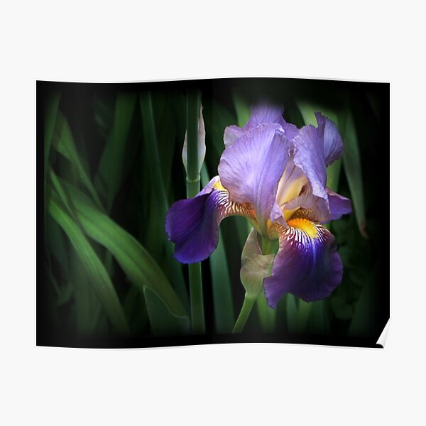 Shaded Iris Poster