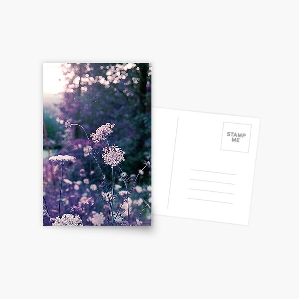 purple queen anne Postcard