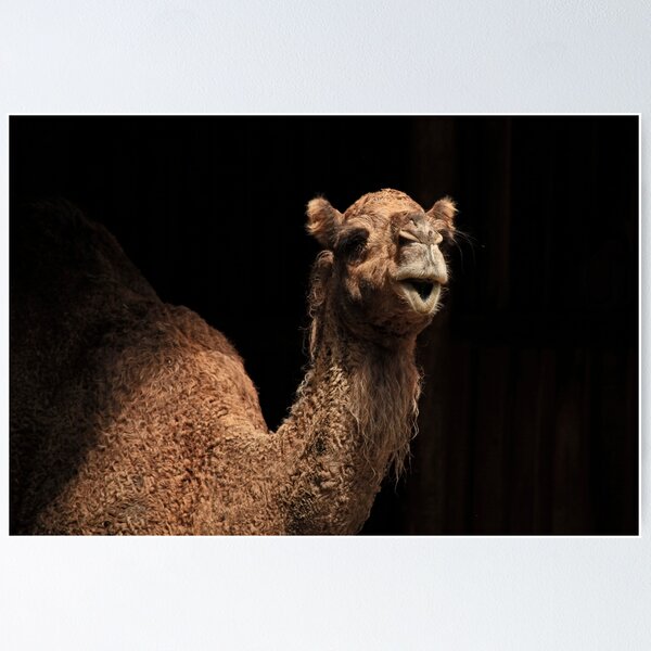 Item preview, Camel Watching designed and sold by Noelene Kuzmann Photography and Art.