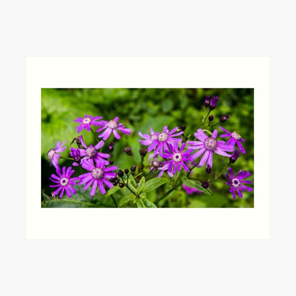 Purple flowers Art Print