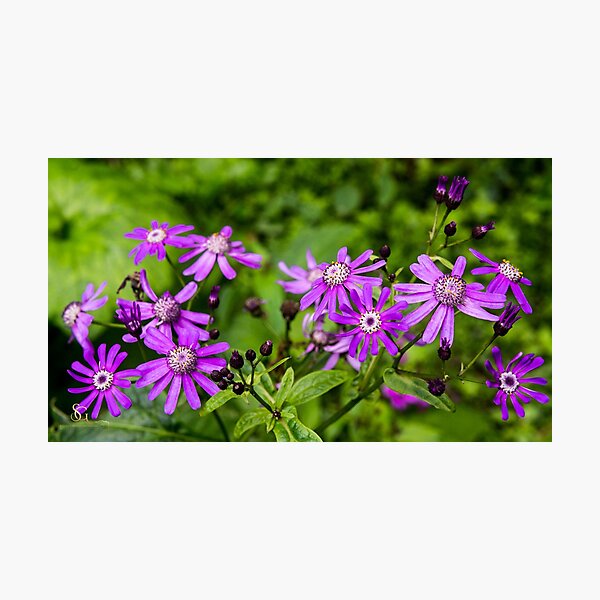 Purple flowers Photographic Print
