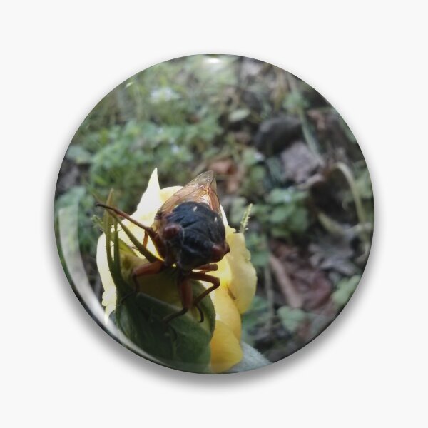 Item preview, Cicada Resting on a Yellow Rose designed and sold by Zeph1.