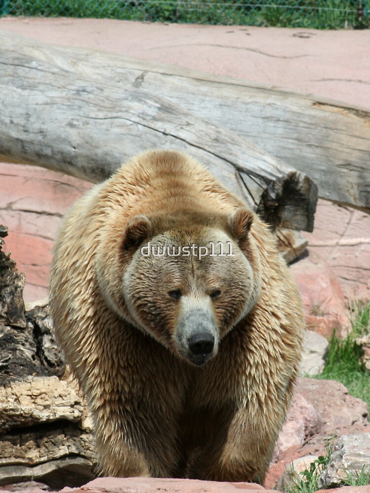 "Grizzly bears of South Dakota " Tshirt for Sale by dwwstp111