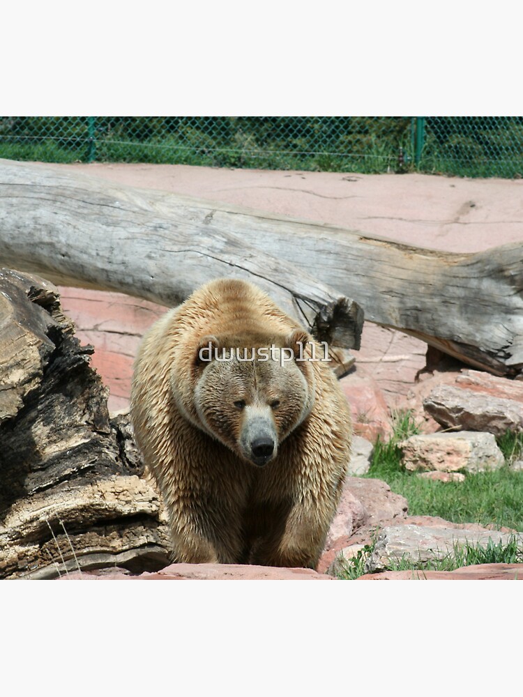 "Grizzly bears of South Dakota " Sticker for Sale by dwwstp111 Redbubble