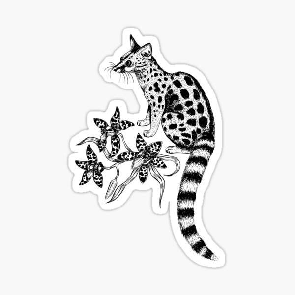 Genet in the Tropical Forest (Fog Background)  Sticker