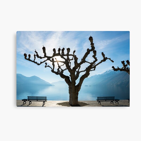Tree and bench Canvas Print