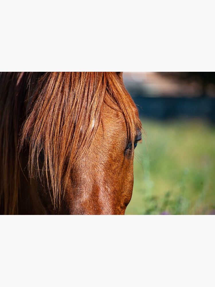 "Hair in My Eyes (Color)" Sticker for Sale by HorseHeroine Redbubble