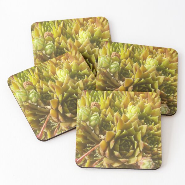 Item preview, Spring Succulents designed and sold by Deathoftheself.