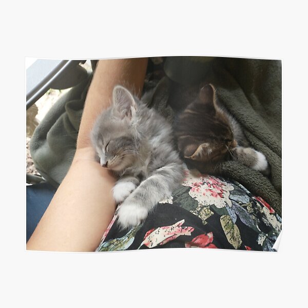 Kittens napping Poster