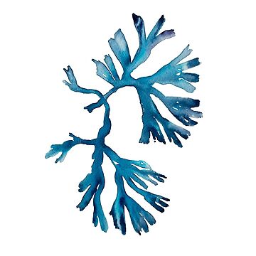 Imagen de la obra Alga azul 2 de LoryFuchs